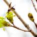 A wasp pollenates a tree blossom in Dexter on Thursday. Melanie Maxwell I AnnArbor.com